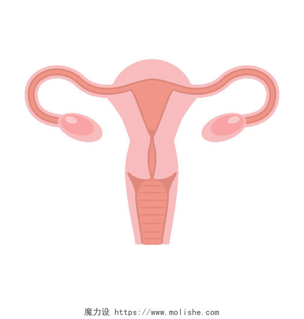 子宫和卵巢女性的生殖系统私密私处